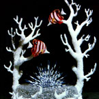coralls11